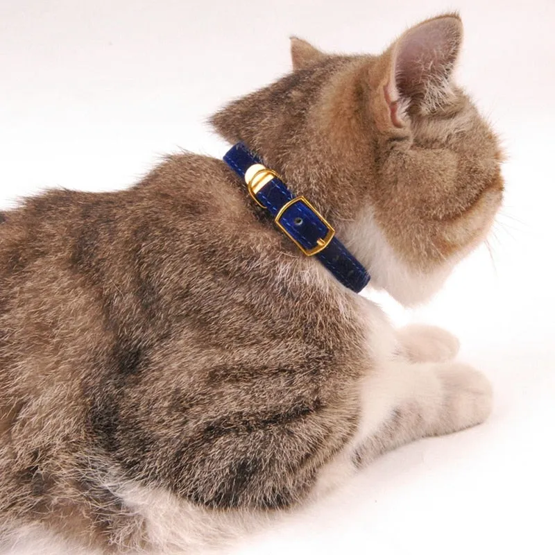 Classic Collar for Cats