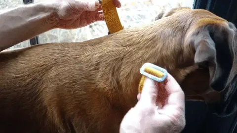 Mustard dog collars