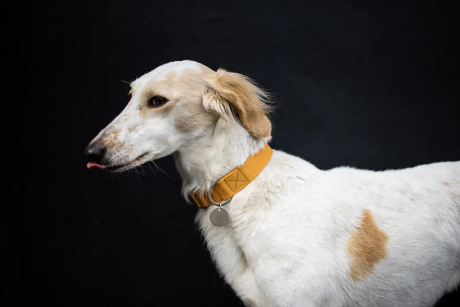 Mustard dog collars