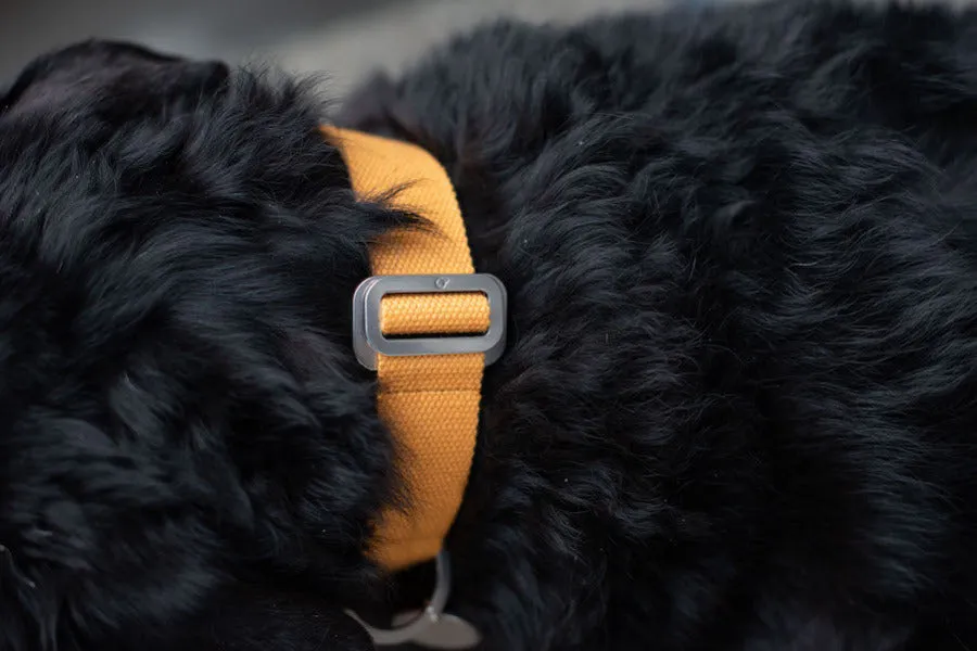 Mustard dog collars